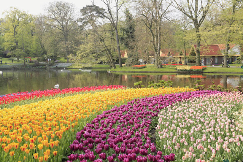 无人,横图,室外,白天,正面,爱情,旅游,度假,花海,花圃,河流,美景,树林,水,植物,郁金香,叶子,欧洲,荷兰,阴影,盛开,光线,影子,河水,景观,水流,首都,祝福,花蕾,娱乐,花,花瓣,花朵,花卉,鲜花,树,树木,蓝色,绿色,蓝天,天空,阳光,自然,花丛,花束,花田,天,花苞,花蕊,享受,休闲,景色,放松,生长,晴朗,成长,表白,西欧,自然风光,荣誉,阿姆斯特丹,万里无云,永恒,荷兰王国,尼德兰王国,库肯霍夫花园,北荷兰省,晴空,晴空万里,郁香,洋荷花,草麝香,彩图