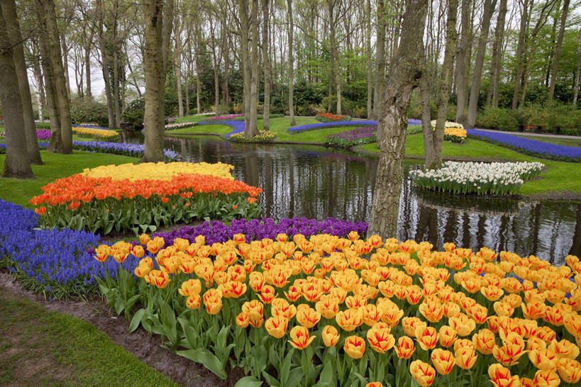 无人,横图,室外,白天,正面,爱情,旅游,度假,草地,草坪,花海,花圃,河流,美景,水,植物,郁金香,叶子,欧洲,荷兰,波纹,盛开,河水,景观,水流,涟漪,首都,祝福,花蕾,娱乐,草,花,花瓣,花朵,花卉,鲜花,树,树木,绿色,倒影,水纹,自然,波浪,花丛,花束,花田,花苞,花蕊,享受,休闲,景色,放松,生长,成长,倒映,表白,西欧,自然风光,荣誉,阿姆斯特丹,水晕,永恒,荷兰王国,尼德兰王国,反照,库肯霍夫花园,北荷兰省,郁香,洋荷花,草麝香,彩图