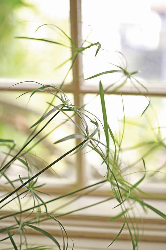 无人,竖图,室内,特写,白天,正面,植物,窗户,阴影,朦胧,模糊,反射,影子,玻璃窗,绿色,自然,生长,成长,彩图