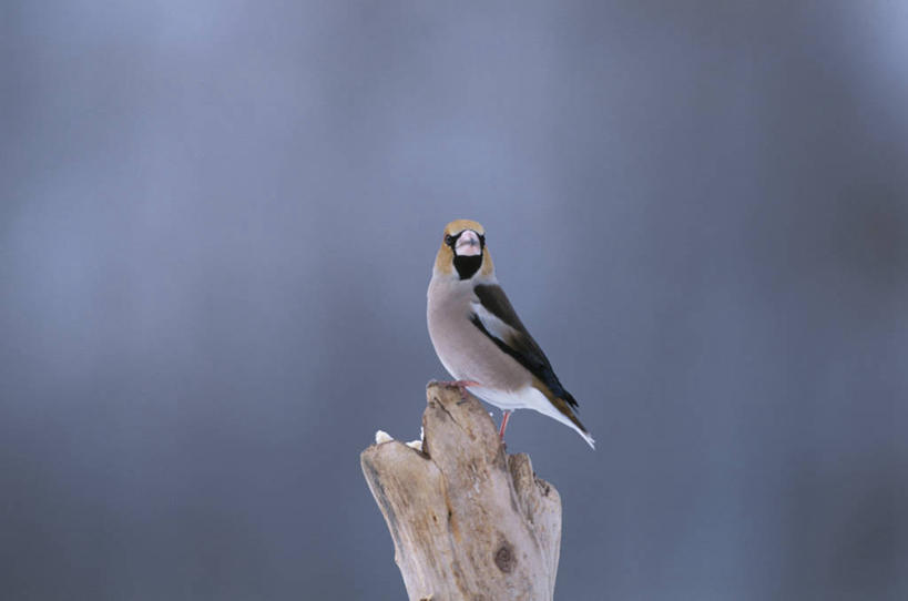 无人,站,横图,室外,特写,白天,侧面,美景,植物,鸟,阴影,朦胧,模糊,光线,鸟类,影子,景观,枝条,扭头,注视,树,树木,树枝,一只,绿色,阳光,自然,观察,看,站着,转头,景色,生长,成长,观看,察看,关注,自然风光,蜡嘴雀,铁嘴蜡子,锡嘴雀,虬枝,枝杈,站立,彩图,全身