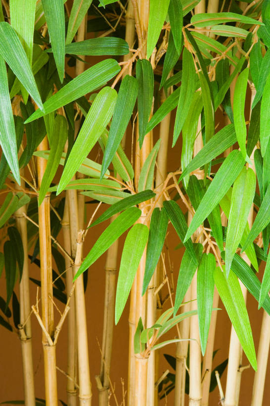 无人,竖图,室内,特写,白天,正面,纯洁,竹子,叶子,许多,绿叶,很多,嫩叶,高雅,奉献,质朴,正直,担当,叶,叶片,竹,彩图,奋进,操守,四君子,岁寒三友,性坚,虚怀,虚心,善群,卓尔