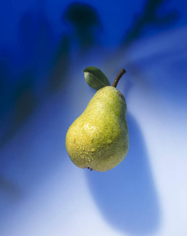 无人,竖图,俯视,室内,特写,白天,餐桌,桌子,梨,水果,叶子,阴影,蓝色背景,新鲜,反射,影子,生食,食品,果实,绿叶,食物,一个,嫩叶,香梨,摄影,有机食品,绿色食品,影棚,单个,餐台,叶,叶片,生梨,彩图,高角度拍摄,影棚拍摄,拍摄