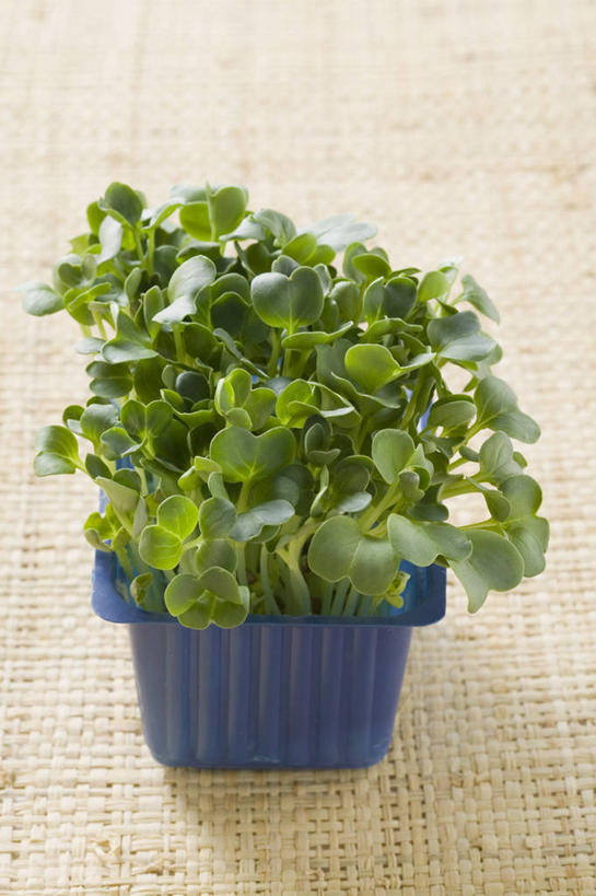 无人,竖图,俯视,室内,特写,白天,植物,芹菜,蔬菜,叶子,新鲜,纹理,塑料,食品,绿叶,盒子,食物,一个,绿色,容器,塑料制品,嫩叶,有机食品,绿色食品,单个,储藏,储存,肌理,根芹菜,根洋芹,球根塘蒿,叶,叶片,叶脉,药芹,水芹,旱芹,彩图,高角度拍摄,贮存
