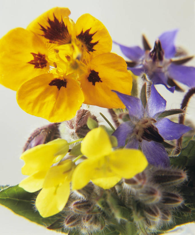 无人,竖图,俯视,室内,特写,白天,白色背景,幸福,桌面,桌子,紫罗兰,阴影,盛开,反射,木制,影子,清凉,花蕾,花,花瓣,花朵,鲜花,黄色,紫色,木制品,夏天,花苞,花蕊,摄影,影棚,三色紫罗兰,永恒,质朴,美德,纯爱,草紫罗兰,草桂花,彩图,高角度拍摄,影棚拍摄,拍摄