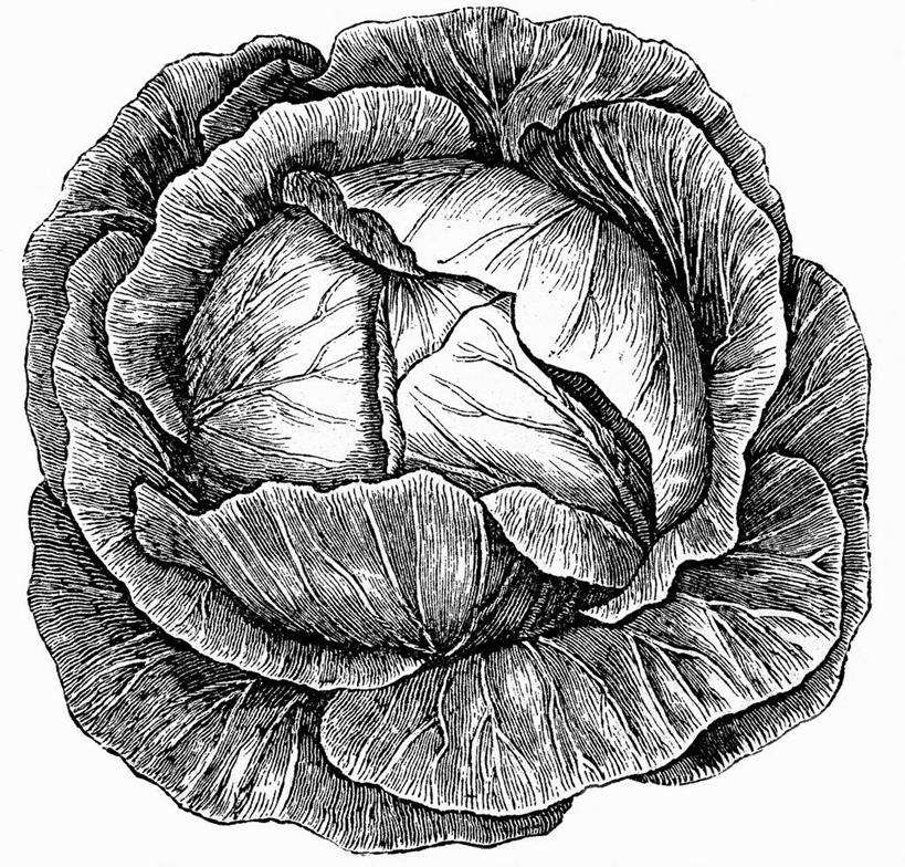 无人,横图,黑白,插画,室内,白天,白色背景,正面,数码,科技,蔬菜,椰菜,卷心菜,阴影,新鲜,网络,食品,高光,几何,计算机图形,合成,图画,画,食物,一个,甘蓝,有机食品,绿色食品,单个,电脑合成图,数码合成图,合成图,漫画,写实,具体,具象,结球甘蓝,甘兰,包心菜