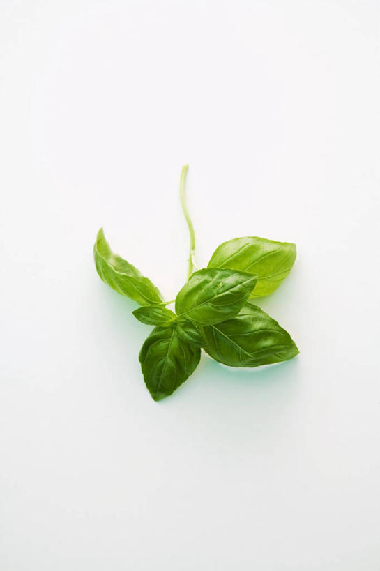 无人,竖图,俯视,室内,特写,白天,白色背景,植物,桌面,桌子,叶子,阴影,反射,木制,纹理,影子,香料,绿叶,草药,中药,绿色,木制品,香草,嫩叶,摄影,影棚,罗勒,紫苏,药材,中草药,九层塔,圣约瑟夫草,甜罗勒,兰香,中药材,本草,肌理,叶,叶片,叶脉,彩图,高角度拍摄,影棚拍摄,拍摄
