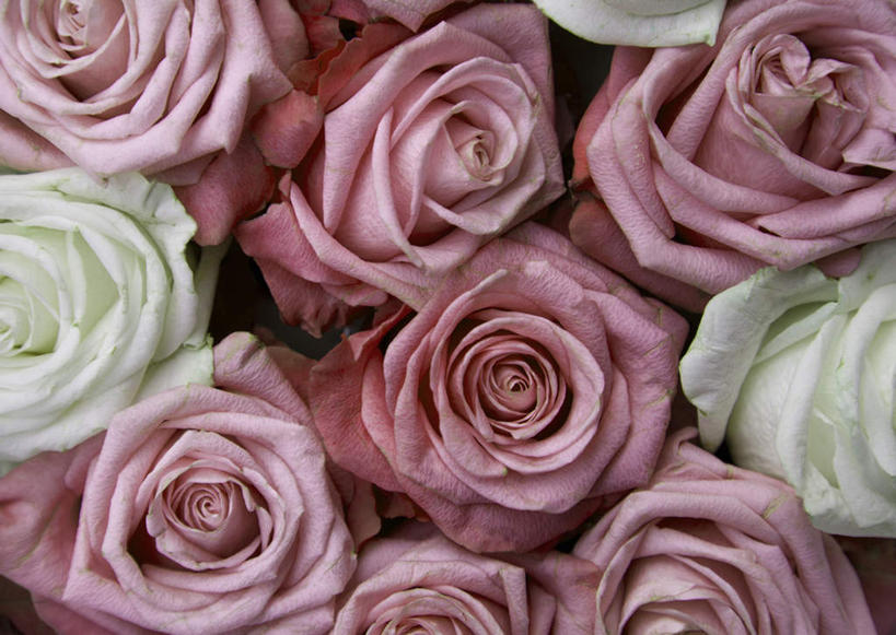 无人,横图,俯视,室内,特写,白天,爱情,幸福,纯洁,热情,玫瑰,许多,盛开,玫瑰花,浪漫,花蕾,花,花瓣,花朵,鲜花,排列,粉色,白色,花苞,花蕊,温暖,温馨,恩爱,摄影,影棚,和睦,队列,感动,尊敬,天真,刺玫花,徘徊花,彩图,高角度拍摄,影棚拍摄,拍摄,融洽