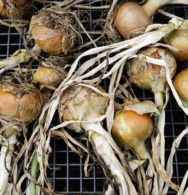 无人,栏杆,竖图,俯视,室外,特写,白天,蔬菜,洋葱,金属制品,许多,新鲜,金属,栅栏,篱笆,围栏,食品,很多,护栏,食物,有机食品,绿色食品,玉葱,圆葱,洋葱头,球葱,葱头,彩图,高角度拍摄