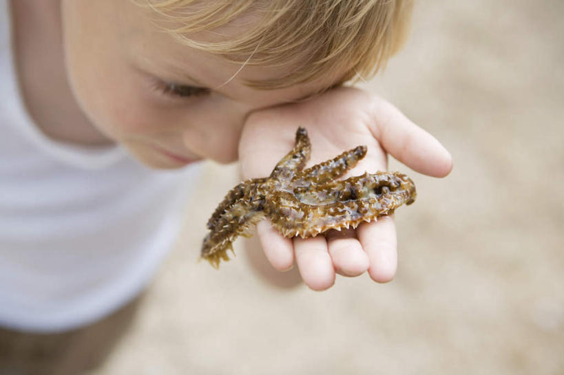 西方人,儿童,脸,头,脸颊,手,一个人,站,横图,俯视,室外,特写,白天,纯洁,海星,欧洲,欧洲人,仅一个男性,仅一个人,握,服装,朦胧,模糊,拿,拿着,注视,休闲装,海洋生物,小孩,衣服,自然,动物,观察,看,站着,仅一个小孩,休闲,手部,休闲服,生物,可爱,童年,童趣,握着,服饰,观看,单手,察看,关注,童真,烂漫,无邪,天真,棘皮动物门,男孩,男人,男性,白种人,孩子,头部,脸部,脸蛋,面部,星鱼,站立,半身,彩图,高角度拍摄,男生
