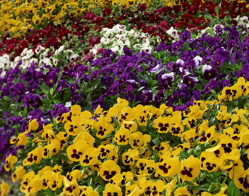 无人,横图,俯视,室外,白天,幸福,花海,花圃,美景,植物,紫罗兰,叶子,阴影,盛开,光线,影子,景观,清凉,花蕾,花,花瓣,花朵,花卉,鲜花,黄色,绿色,紫色,白色,阳光,自然,花丛,花束,花田,夏天,花苞,花蕊,景色,自然风光,三色紫罗兰,永恒,质朴,美德,纯爱,草紫罗兰,草桂花,彩图,高角度拍摄