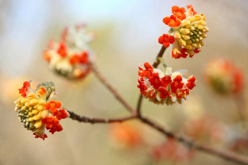 无人,横图,室外,特写,白天,正面,美景,阴影,朦胧,模糊,盛开,光线,影子,景观,枝条,花蕾,花,花瓣,花朵,鲜花,树枝,阳光,自然,花苞,花蕊,景色,自然风光,瑞香,虬枝,枝杈,千里香,彩图,毛瑞香,蓬莱紫,瑞香花,睡香,黄瑞香