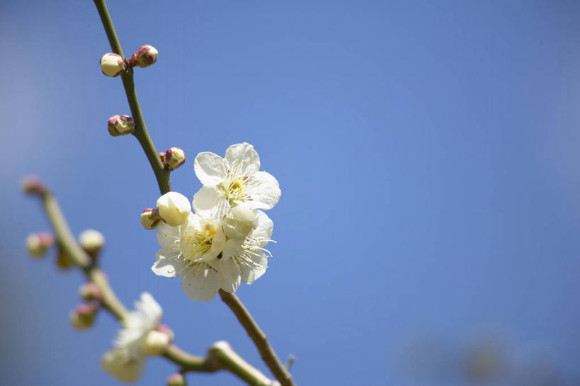 无人,横图,室外,特写,白天,仰视,美景,阴影,光线,影子,景观,梅花,枝条,树枝,蓝色,蓝天,天空,阳光,自然,天,景色,晴朗,高雅,坚强,自然风光,万里无云,虬枝,枝杈,春梅,梅,晴空,晴空万里,彩图,低角度拍摄