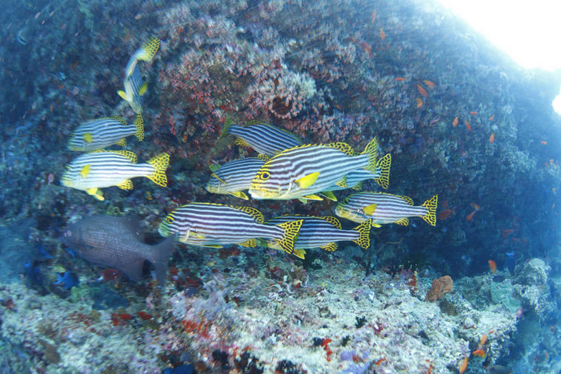 游泳,无人,横图,室外,白天,侧面,旅游,度假,海底,水下,海浪,海洋,美景,许多,阴影,反射,鱼,珊瑚,影子,景观,浪花,水底,很多,娱乐,珊瑚礁,鱼类,海洋生物,自然,海水,享受,休闲,景色,放松,海底世界,自然风光,水生动物,水生物,海景,海底动物,海底礁,泅水,石鲈,拍浮,猴鲈,头鲈,大海,风浪,海,海床,海水的波动,礁,近岸浪,岩石,涌浪,彩图,全身,东方石鲈