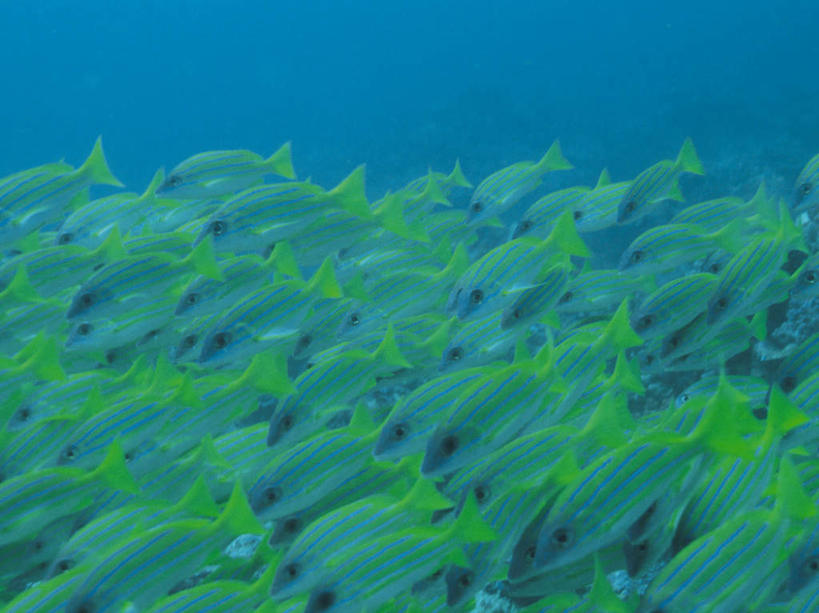 游泳,无人,横图,室外,白天,侧面,海底,水下,海浪,海洋,美景,一群,许多,透明,鱼,景观,浪花,水底,很多,注视,鱼类,海洋生物,蓝色,绿色,自然,海水,观察,看,景色,海底世界,观看,察看,关注,自然风光,水生动物,水生物,海景,海底动物,理智,沉静,泅水,石鲈,冷色,高深,冷淡,拍浮,猴鲈,头鲈,大海,风浪,海,海床,海水的波动,近岸浪,涌浪,半身,彩图,银仿石鲈