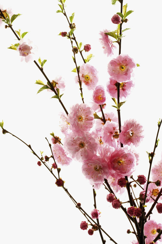 无人,竖图,室内,特写,白天,白色背景,正面,植物,杏,许多,阴影,盛开,反射,影子,杏花,枝条,花蕾,花,花瓣,花朵,鲜花,树,树木,树枝,红色,花苞,花蕊,摄影,影棚,虬枝,枝杈,彩图,影棚拍摄,拍摄