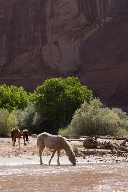 无人,公园,站,竖图,室外,白天,正面,旅游,度假,河流,石头,美景,山,山脉,树林,水,植物,马,野生动物,美国,喝,阴影,光线,石子,影子,河水,景观,山峰,水流,山峦,注视,娱乐,树,树木,绿色,小溪,阳光,自然,动物,群山,溪水,低头,观察,看,站着,享受,休闲,景色,放松,运输,牲畜,生长,成长,观看,察看,亚利桑那,北美,北美洲,国家公园,关注,自然风光,三匹,美洲,亚利桑那州,大峡谷之州,北亚美利加洲,亚美利加洲,垂头,谢伊峡谷,谢伊峡谷国家公园,石块,岩石,站立,彩图,全身