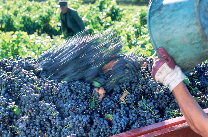 西方人,背部,两个人,农民,果园,站,横图,室外,白天,正面,旅游,度假,安全,美景,田园,卡车,汽车,葡萄,水果,法国,欧洲,欧洲人,握,阴影,服装,丰富,丰收,朦胧,模糊,新鲜,光线,铁桶,桶,影子,景观,生食,食品,果实,防护,丰盛,拿,拿着,注视,休闲装,娱乐,葡萄园,车,食物,衣服,阳光,自然,容器,手套,庄园,交通工具,观察,看,站着,享受,休闲,休闲服,景色,放松,握着,服饰,有机食品,绿色食品,观看,储藏,保护,察看,普罗旺斯,储存,关注,自然风光,载具,保险,法兰西共和国,保全,周全,安稳,安定,法兰西第五共和国,防护手套,普罗旺斯省,丰登,丰硕,平安,男人,男性,年轻男性,白种人,山葫芦,蒲桃,草龙珠,佃农,农场主,农夫,农工,乡下人,小农,庄稼人,站立,半身,彩图,贮存