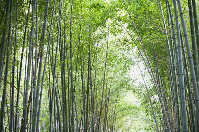 无人,横图,室外,白天,仰视,纯洁,美景,竹子,叶子,日本,亚洲,景观,绿叶,自然,嫩叶,景色,高雅,自然风光,东亚,日本国,奉献,质朴,正直,担当,叶,叶片,竹,彩图,低角度拍摄,奋进,操守,四君子,岁寒三友,性坚,虚怀,虚心,善群,卓尔