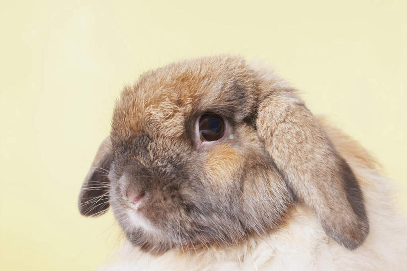 脸,头,脸颊,无人,横图,室内,特写,白天,正面,哺乳动物,兔子,注视,一只,动物,观察,看,摄影,影棚,观看,兔,察看,关注,垂耳兔,头部,脸部,脸蛋,面部,半身,彩图,影棚拍摄,拍摄