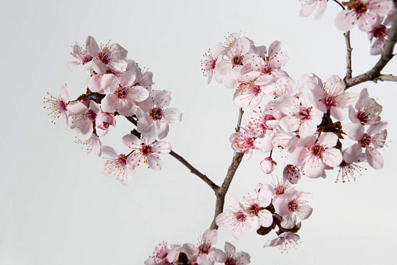 无人,横图,室内,特写,白天,白色背景,正面,植物,许多,盛开,枝条,花蕾,花,花瓣,花朵,鲜花,树,树木,树枝,白色,花苞,花蕊,摄影,影棚,虬枝,枝杈,山楂花,彩图,影棚拍摄,拍摄