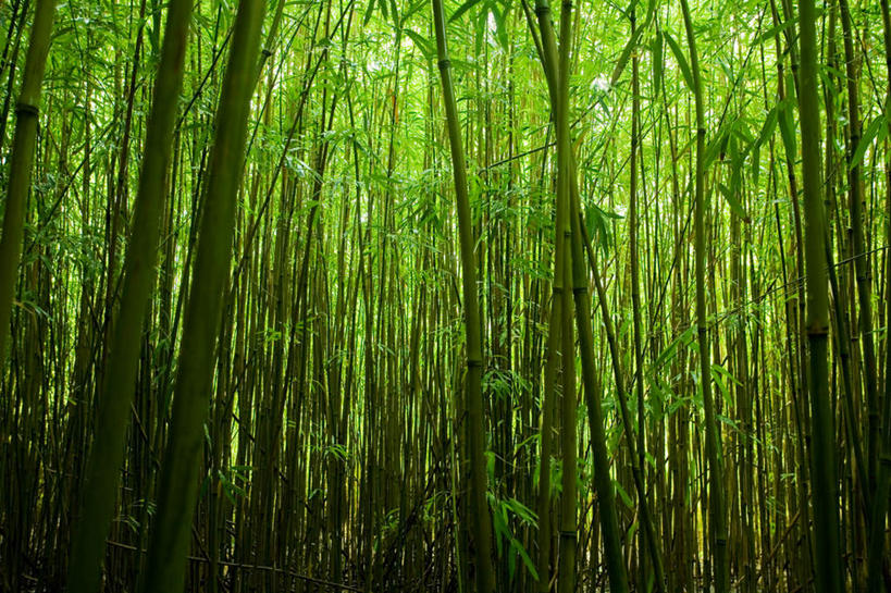 无人,横图,室外,白天,正面,旅游,度假,纯洁,美景,竹子,叶子,景观,绿叶,娱乐,自然,享受,休闲,嫩叶,景色,放松,高雅,自然风光,奉献,质朴,正直,担当,叶,叶片,竹,彩图,奋进,操守,四君子,岁寒三友,性坚,虚怀,虚心,善群,卓尔