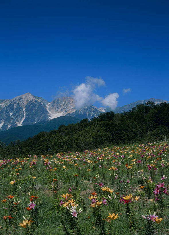 无人,竖图,室外,白天,仰视,旅游,度假,花海,花圃,石头,美景,森林,山,树林,雪,雪山,植物,大雪,百合花,叶子,长野县,日本,亚洲,阴影,盛开,光线,石子,影子,冰,积雪,景观,山顶,山峰,雪景,云,云朵,冬季,冬天,山峦,花蕾,云彩,娱乐,花,花瓣,花朵,花卉,鲜花,树,树木,蓝色,绿色,白云,蓝天,天空,阳光,自然,花丛,花束,花田,天,花苞,花蕊,享受,休闲,景色,放松,寒冷,生长,晴朗,成长,冰冷,自然风光,东亚,沉积岩,本州,本州岛,日本国,中部地方,长野,强瞿,严寒,冰凉,酷寒,凛冽,凛凛,极冷,颠峰,极峰,水成岩,北安,北安昙郡,百合蒜,倒仙,番韭,山丹,石块,岩石,晴空,彩图,低角度拍摄,白马村