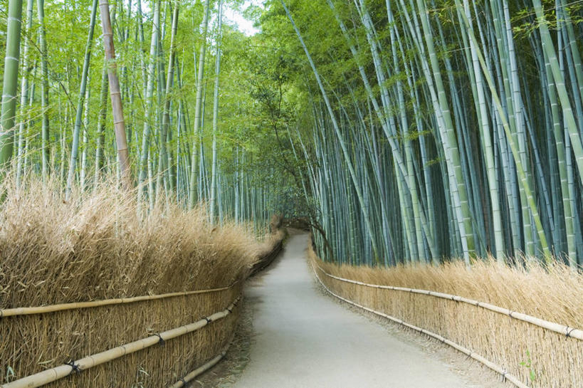 无人,横图,室外,白天,正面,旅游,度假,纯洁,美景,道路,路,竹子,京都,日本,亚洲,阴影,光线,影子,墙,景观,竹林,小路,交通,娱乐,墙壁,墙面,阳光,自然,享受,休闲,景色,放松,京都府,高雅,自然风光,东亚,本州,本州岛,日本国,近畿地方,近畿,奉献,质朴,正直,担当,竹,彩图,奋进,操守,四君子,岁寒三友,性坚,虚怀,虚心,善群,卓尔
