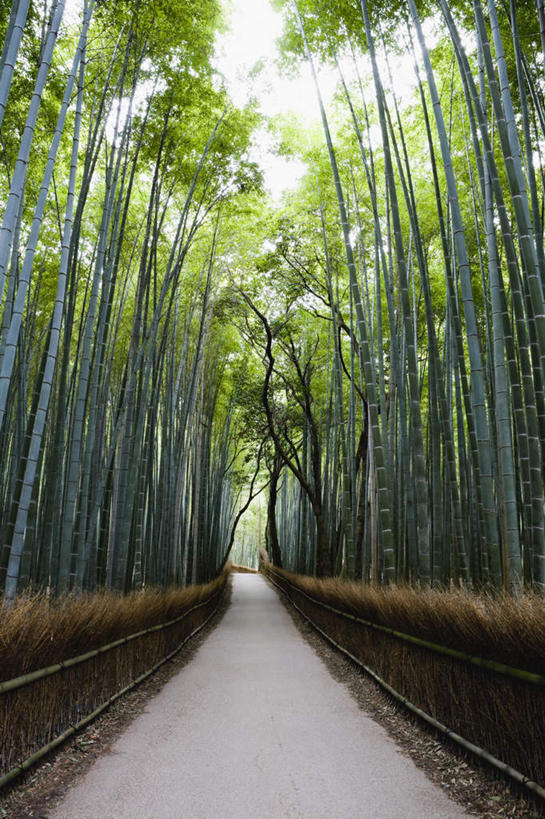 无人,栏杆,竖图,室外,白天,正面,旅游,度假,纯洁,美景,道路,路,竹子,京都,日本,亚洲,栅栏,景观,篱笆,围栏,小路,交通,娱乐,护栏,自然,享受,休闲,景色,放松,乡间小路,京都府,高雅,自然风光,东亚,本州,本州岛,日本国,近畿地方,近畿,奉献,质朴,正直,担当,竹,彩图,奋进,操守,四君子,岁寒三友,性坚,虚怀,虚心,善群,卓尔