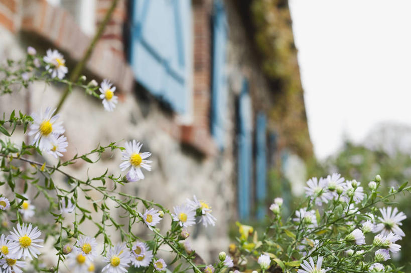 无人,家,横图,室外,白天,仰视,旅游,度假,美景,植物,别墅,德国,欧洲,朦胧,模糊,盛开,房屋,墙,屋子,景观,公寓,花蕾,娱乐,洋房,楼房,墙壁,墙面,住宅,花,花瓣,花朵,鲜花,树,树木,黄色,绿色,天空,自然,天,花苞,花蕊,享受,休闲,景色,放松,生长,成长,西欧,自然风光,德意志联邦共和国,梅克伦堡.前波美拉尼亚州,梅克伦堡.前波美拉尼亚,彩图,低角度拍摄,房子,克拉策堡