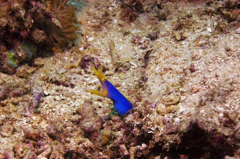 游泳,鳗鱼,无人,横图,俯视,室外,白天,旅游,度假,海底,水下,海浪,海洋,礁石,石头,美景,鳗鲡,印度尼西亚,印尼,亚洲,一条,石子,景观,浪花,水底,注视,娱乐,海洋生物,无脊椎动物,自然,海水,观察,看,享受,休闲,景色,放松,海底世界,东南亚,观看,腔肠动物,察看,关注,自然风光,海景,河鳗,印度尼西亚共和国,北苏拉威西省,苏拉威西岛,白鳗,青鳝,风馒,泅水,西里伯斯岛,珊瑚虫,拍浮,大海,风浪,海,海床,海水的波动,礁,近岸浪,石块,岩石,涌浪,白鳝,彩图,高角度拍摄,全身,蓝带鳗