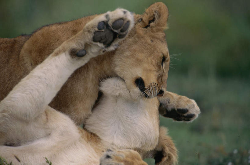 无人,横图,室外,白天,正面,游戏,草地,草坪,美景,植物,哺乳动物,非洲狮,野生动物,狮子,朦胧,模糊,景观,玩,娱乐,草,绿色,自然,动物,趴着,两只,休闲,景色,偷看,活动,发泄,消遣,智力,自然风光,凶猛,宣泄,残暴,凶残,趴,玩耍,嬉戏,半身,彩图