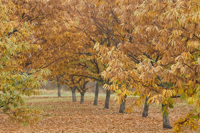 无人,横图,室外,白天,正面,旅游,度假,美景,森林,山,山脉,树林,峡谷,植物,叶子,美国,景观,山峰,枯叶,落叶,山峦,娱乐,树,树木,绿色,自然,群山,享受,休闲,景色,放松,生长,成长,北美,北美洲,自然风光,美洲,俄勒冈州,胡德河峡谷,俄勒冈,北亚美利加洲,亚美利加洲,落日之州,水獭之州,海狸州,胡得山,叶,叶片,彩图