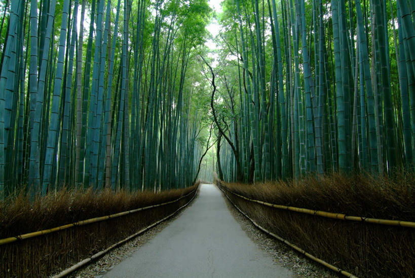 无人,栏杆,横图,室外,白天,正面,旅游,度假,纯洁,美景,道路,路,竹子,叶子,日本,亚洲,栅栏,景观,篱笆,围栏,小路,绿叶,交通,娱乐,护栏,自然,享受,休闲,嫩叶,景色,放松,乡间小路,高雅,自然风光,东亚,日本国,奉献,质朴,正直,担当,叶,叶片,竹,彩图,奋进,操守,四君子,岁寒三友,性坚,虚怀,虚心,善群,卓尔