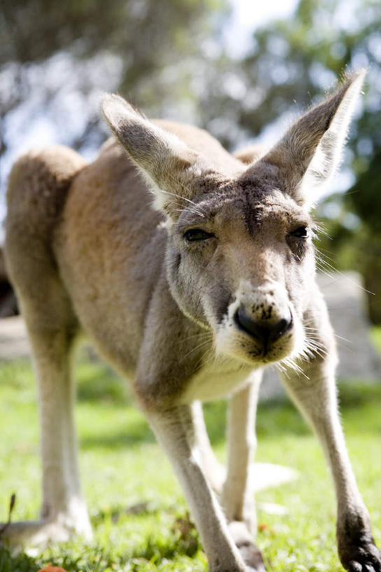 无人,站,竖图,室外,白天,正面,纯洁,草地,草坪,植物,袋鼠,野生动物,阴影,光线,影子,注视,草,树,树木,一个,绿色,阳光,自然,动物,观察,看,站着,可爱,童年,童趣,活泼,生长,单个,成长,观看,察看,关注,童真,烂漫,无邪,育儿袋,天真,站立,彩图,全身