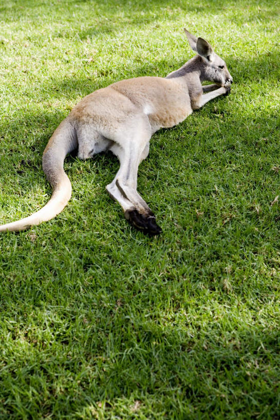 无人,吃,竖图,俯视,室外,白天,纯洁,草地,草坪,植物,袋鼠,野生动物,阴影,光线,影子,草,树,树木,一只,绿色,阳光,自然,动物,趴着,可爱,童年,童趣,活泼,生长,成长,童真,烂漫,无邪,育儿袋,天真,嚼,趴,食,彩图,高角度拍摄,全身