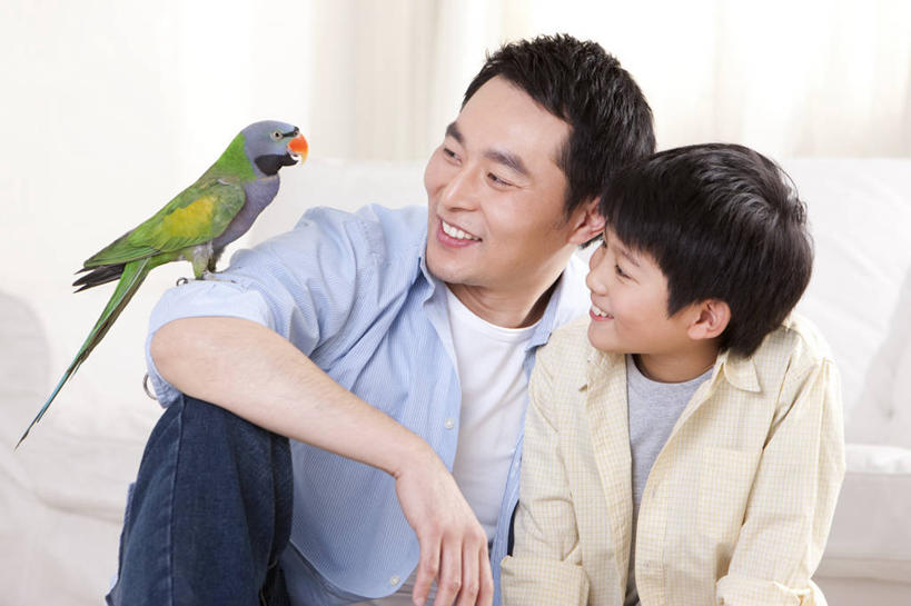 儿童,中年人,两个人,家庭,父母,父亲,儿子,家,笑,微笑,露齿笑,横图,室内,正面,快乐,幸福,纯洁,宠物,鹦鹉,北京,中国,亚洲,鸟类,拿着,休闲装,小孩,温暖,温馨,父子,一家人,可爱,童年,童趣,搭,摄影,生活方式,和睦,起居室,搭着,童真,东亚,东亚人,烂漫,无邪,天真,男孩,男人,中年男性,亚洲人,中国人,孩子,半身,彩图,爱,融洽,好奇心