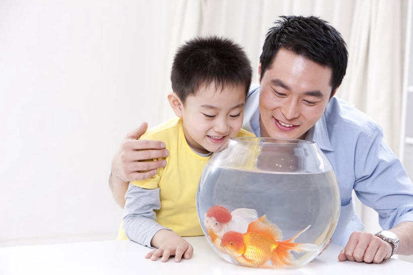 儿童,成年人,中年人,两个人,家庭,父母,父亲,儿子,家,笑,微笑,露齿笑,横图,室内,正面,快乐,幸福,纯洁,桌子,宠物,玻璃,北京,中国,亚洲,金鱼,鱼缸,休闲装,鱼类,玻璃制品,小孩,动物,两只,健康,温暖,温馨,父子,一家人,可爱,乐趣,童年,童趣,摄影,生活方式,观看,和睦,享乐,童真,东亚,东亚人,烂漫,无邪,天真,男孩,男人,中年男性,亚洲人,中国人,孩子,半身,彩图,爱,融洽,好奇心