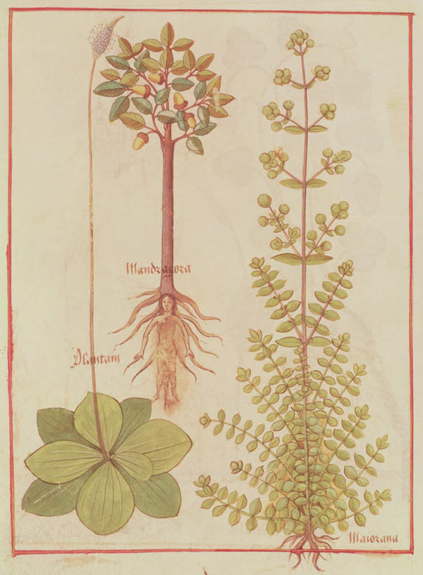 无人,竖图,室内,白天,正面,绘画,植物,水果,叶子,油画,新鲜,艺术,生食,食品,果实,绿叶,枝条,古典,文化,芭蕉,树,树木,树枝,食物,绿色,自然,工艺品,品味,嫩叶,有机食品,绿色食品,生长,成长,美术,高雅,橡树,墨角兰,美学,马郁兰草,虬枝,枝杈,叶,叶片,彩图