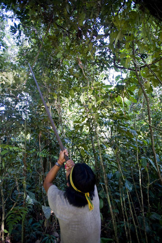 西方人,一个人,竖图,室外,白天,仰视,旅游,度假,美景,树林,植物,欧洲,厄瓜多尔,欧洲人,仅一个男性,仅一个人,阴影,光线,影子,景观,娱乐,树,树木,仅一个年轻男性,绿色,阳光,自然,吹,享受,休闲,旅游胜地,景色,南美,放松,生长,成长,南美洲,拉丁美洲,自然风光,美洲,亚美利加洲,南亚美利加洲,厄瓜多尔共和国,男人,男性,年轻男性,白种人,半身,彩图,低角度拍摄