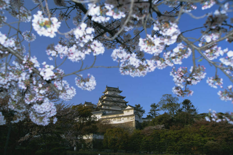 无人,横图,室外,白天,正面,旅游,度假,幸福,纯洁,植物,标志建筑,地标,建筑,樱花,日本,亚洲,阴影,光线,影子,堡垒,城堡,娱乐,建设,树,树木,蓝色,绿色,蓝天,天空,阳光,自然,天,享受,休闲,旅游胜地,放松,生长,晴朗,成长,等待,生命,要塞,东亚,本州,世界文化遗产,万里无云,本州岛,日本国,近畿地方,近畿,兵库,兵库县,仙樱花,福岛樱,青肤樱,高尚,热烈,姬路,姬路市,设防,晴空,晴空万里,荆桃,彩图