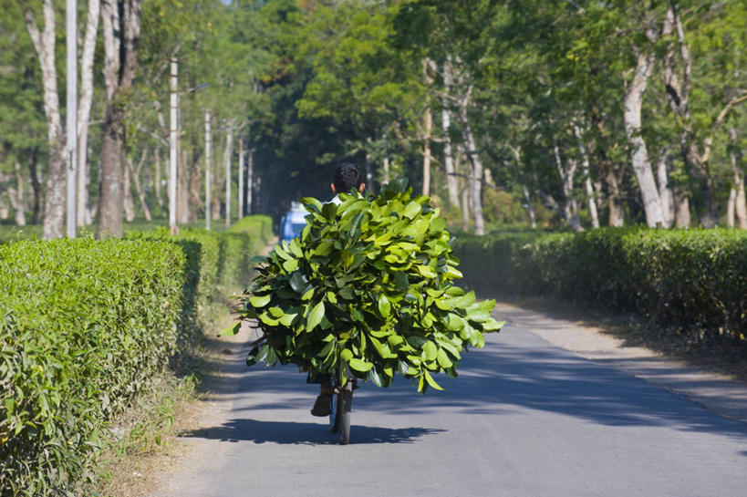 东方人,一个人,横图,室外,白天,幸福,植物,茶,道路,路,自行车,印度,亚洲,仅一个男性,仅一个人,仅一个中年男性,一辆,一排,阴影,服装,环保,朦胧,模糊,整齐,光线,影子,小路,茶叶,防护,交通,休闲装,黄种人,娱乐,车,脚踏车,树,树木,排列,骑,背面,衣服,绿色,阳光,自然,交通工具,骑车,享受,休闲,温馨,休闲服,放松,乐趣,服饰,生长,成长,提神,舒适,队列,美好,美妙,载具,南亚,醒脑,间隔,印度共和国,美观,雅观,阿萨姆,阿萨姆邦,绿篱,生篱,树篱,植篱,男人,男性,中年男性,亚洲人,半身,彩图