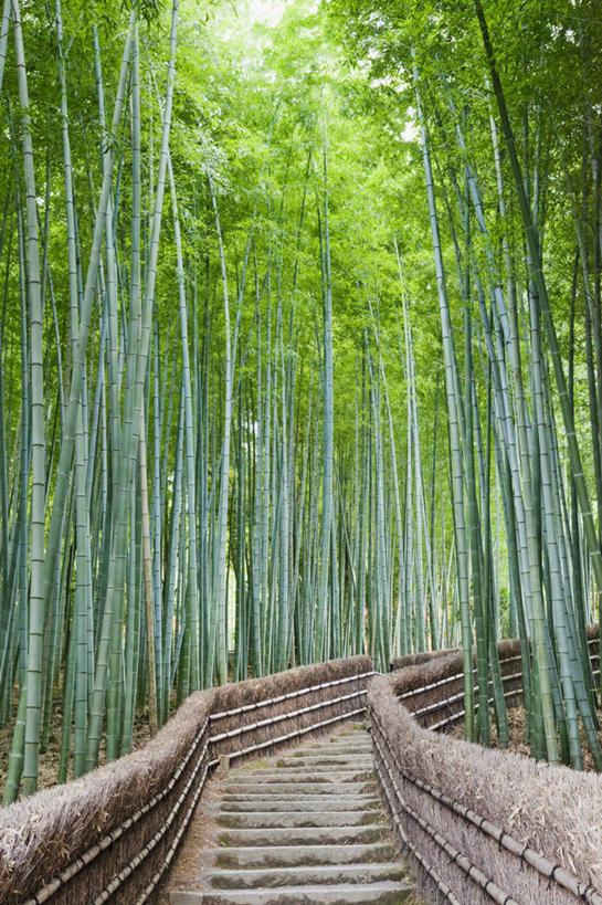 无人,竖图,室外,白天,仰视,旅游,度假,纯洁,美景,道路,路,竹子,京都,日本,亚洲,一排,阴影,朦胧,模糊,整齐,光线,影子,景观,小路,交通,娱乐,排列,绿色,阳光,自然,享受,休闲,景色,放松,京都府,高雅,队列,自然风光,东亚,本州,本州岛,日本国,近畿地方,近畿,奉献,质朴,正直,担当,岚山,竹,彩图,低角度拍摄,奋进,操守,四君子,岁寒三友,性坚,虚怀,虚心,善群,卓尔