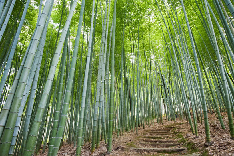无人,横图,室外,白天,仰视,旅游,度假,纯洁,美景,道路,路,竹子,京都,日本,亚洲,一排,阴影,朦胧,模糊,整齐,光线,影子,景观,小路,交通,娱乐,排列,绿色,阳光,自然,享受,休闲,景色,放松,京都府,高雅,队列,自然风光,东亚,本州,本州岛,日本国,近畿地方,近畿,奉献,质朴,正直,担当,岚山,竹,彩图,低角度拍摄,奋进,操守,四君子,岁寒三友,性坚,虚怀,虚心,善群,卓尔