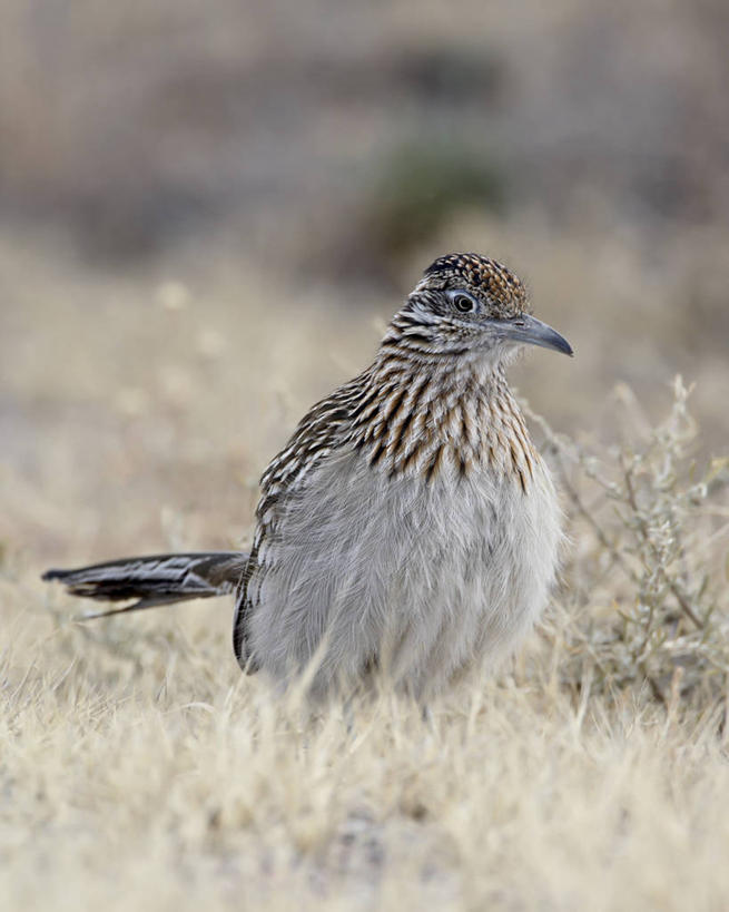 无人,竖图,室外,特写,白天,侧面,旅游,度假,草地,草坪,美景,植物,鸟,美国,阴影,朦胧,模糊,光线,鸟类,影子,景观,注视,停留,娱乐,草,一只,绿色,阳光,自然,观察,看,享受,休闲,景色,放松,观看,停止,察看,走鹃,北美,北美洲,关注,自然风光,美洲,新墨西哥,新墨西哥州,北亚美利加洲,亚美利加洲,迷人之地,迷人之州,逗留,停顿,灌丛鸡,彩图,全身