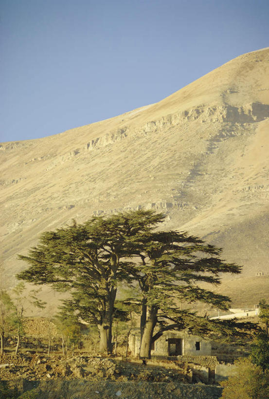 无人,家,竖图,室外,白天,正面,旅游,度假,石头,美景,沙漠,山,山脉,植物,黎巴嫩,亚洲,一堆,阴影,堆叠,堆积,光线,石子,影子,房屋,屋子,景观,山峰,雪松,山峦,娱乐,楼房,住宅,树,树木,蓝色,绿色,蓝天,天空,阳光,自然,群山,天,享受,休闲,景色,放松,生长,晴朗,成长,堆,自然风光,西亚,万里无云,黎巴嫩共和国,大漠,砂漠,石块,岩石,晴空,晴空万里,彩图,房子