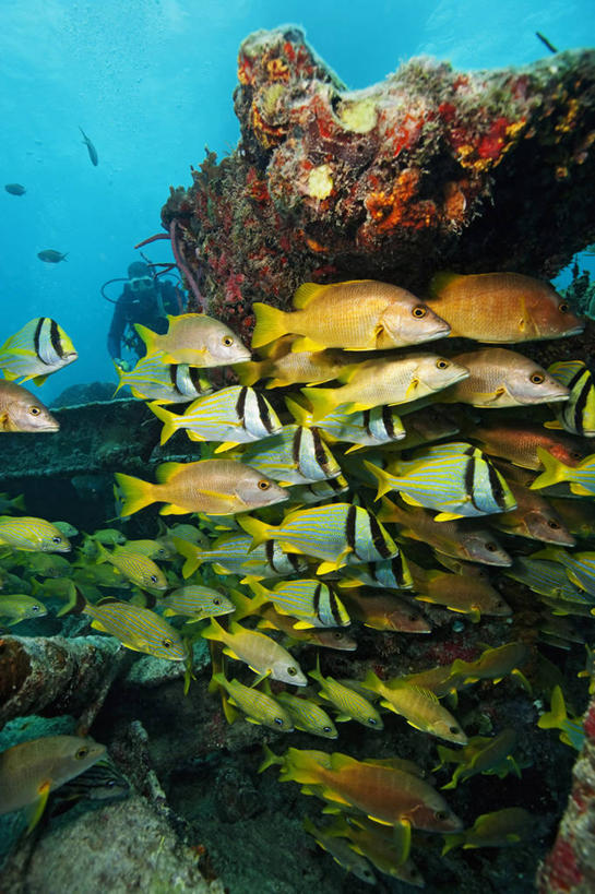 一个人,竖图,水下,海洋,热带鱼,野生动物,美国,一群,许多,鱼群,很多,鱼类,自然,动物,大西洋,摄影,观看,保护,北美,北美洲,美洲,咸水鱼,佛罗里达,佛罗里达州,佛州,阳光州,海难,北亚美利加洲,亚美利加洲,石鲈,失事,彩图,美利坚合众国,水肺潜水