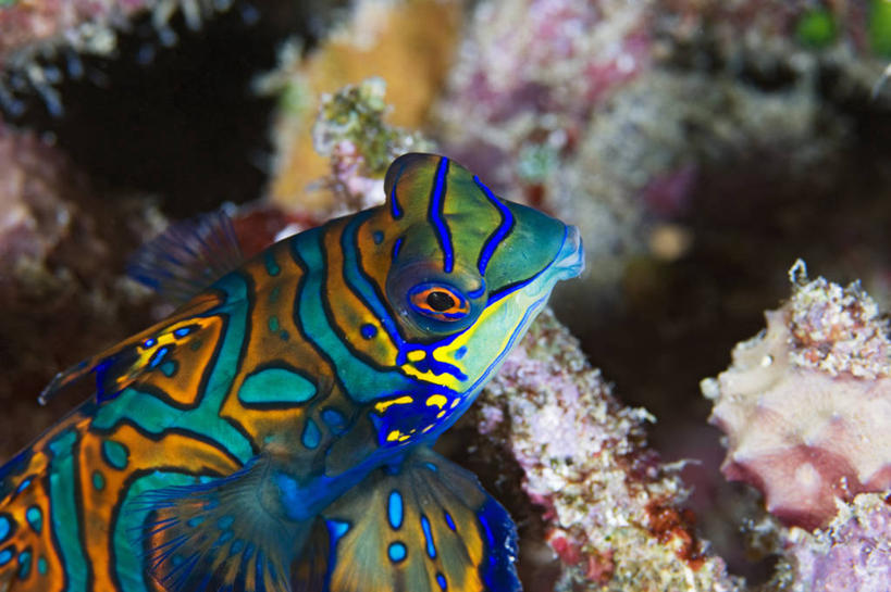 无人,横图,彩色,特写,水下,野生动物,印度尼西亚,科学,蓝色,绿色,橙色,摄影,五颜六色,色彩斑斓,生物学,五彩缤纷,西巴布亚省,五彩斑斓,鳜鱼,五光十色,彩图