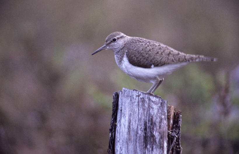 无人,站,横图,室外,白天,侧面,旅游,度假,美景,植物,鸟,叶子,阴影,朦胧,模糊,光线,鸟类,影子,景观,绿叶,树桩,注视,娱乐,树干,一只,绿色,阳光,自然,观察,看,站着,享受,休闲,嫩叶,木桩,景色,放松,生长,成长,观看,察看,关注,自然风光,矶鹞,鹬,叶,叶片,站立,彩图,全身