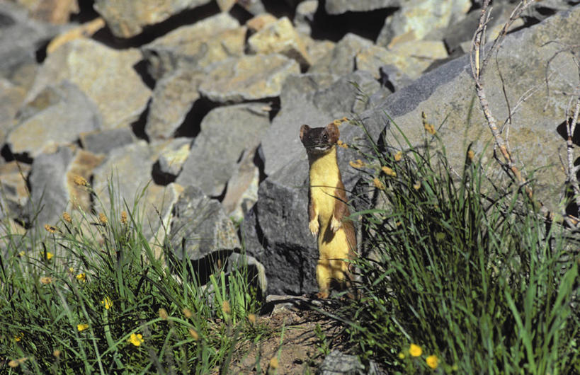 无人,站,横图,室外,白天,正面,旅游,度假,草地,草坪,石头,美景,植物,哺乳动物,野生动物,加拿大,阴影,光线,石子,影子,景观,注视,娱乐,草,一只,绿色,阳光,自然,动物,观察,看,站着,享受,休闲,景色,放松,可爱,活泼,观看,察看,北美,北美洲,国家公园,关注,自然风光,美洲,阿尔伯塔省,班夫国家公园,阿尔伯塔,北亚美利加洲,亚美利加洲,艾伯塔,艾伯塔省,石块,岩石,鼬,站立,彩图,全身