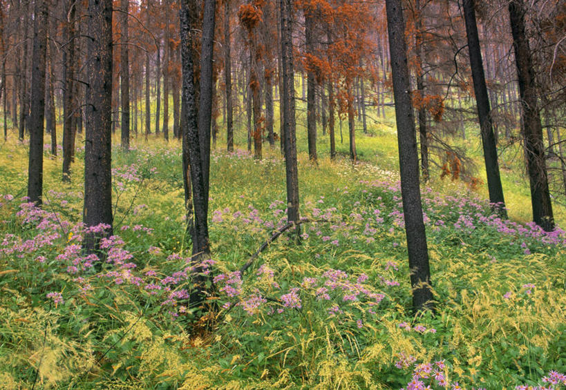无人,横图,室外,白天,正面,旅游,度假,美景,森林,树林,植物,加拿大,许多,盛开,景观,娱乐,花,花瓣,花朵,花卉,鲜花,树,树干,树木,粉色,绿色,自然,花蕊,享受,休闲,木桩,景色,放松,生长,成长,北美,北美洲,国家公园,自然风光,美洲,阿尔伯塔省,班夫国家公园,阿尔伯塔,北亚美利加洲,亚美利加洲,艾伯塔,艾伯塔省,亚伯达,彩图,阿省,艾省,亚伯达省,亚省,植树